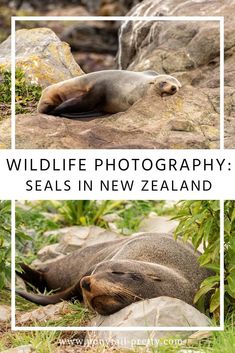 wildlife photography seals in new zealand with text overlay that reads wildlife photography seals in new zealand