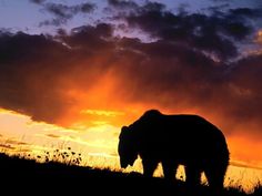 an animal that is walking in the grass at sunset or dawn with clouds behind it