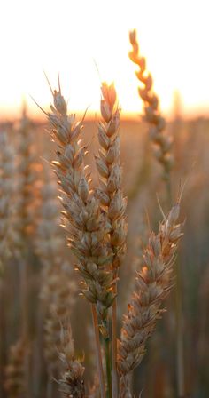 the sun is shining on some tall grass