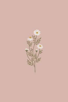 some daisies on a pink background