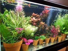 an aquarium filled with lots of different types of plants