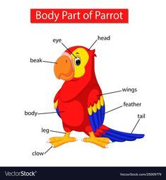 the body part of a parrot labeled in english and spanish, including its parts labelled