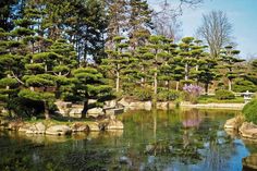 a pond surrounded by trees and rocks