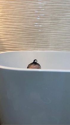 a bird is sitting in the middle of a bathtub