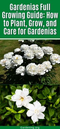 white flowers and green leaves with the title gardening full growing guide how to plant grow and care for gardenias