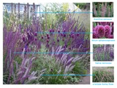 the different types of flowers are shown in this image, including lavenders and other plants