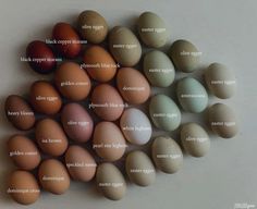 an image of eggs labeled in different languages