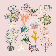 various sea plants and corals on a pink background