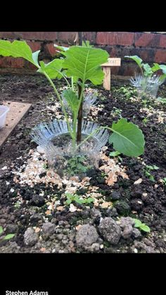 there is a plant growing out of the ground in this garden with rocks and dirt