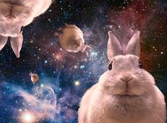 a rabbit is looking at the camera in front of some other animals and space objects