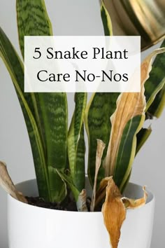 5 Snake Plant Care No-Nos Snake Plant Problems, Mother In Law Plant, Gardening Infographic, Snake Plant Indoor, Snake Plant Propagation, Plant Bugs, Snake Plant Care, Sansevieria Plant, Mother In Law Tongue