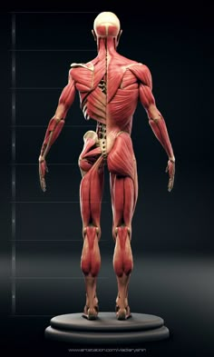 an image of a human body with muscles highlighted