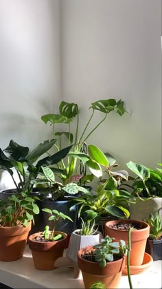 plants sunlight sunny indoor plants Plants, Wall, White