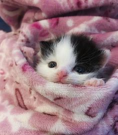 a small black and white kitten wrapped in a blanket