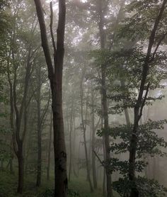 foggy forest with trees and grass in the foreground