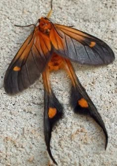 an orange and black moth is laying on the ground with it's wings spread