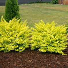 three bushes with yellow flowers in front of a house