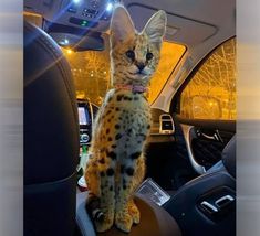 a cat sitting on top of a car seat