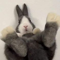 a stuffed rabbit is laying on its back with it's hands up in the air