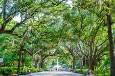 people are sitting on benches in the middle of a tree - lined street with trees lining both sides