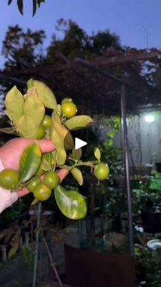 a hand is holding an olive plant in front of a house at night with the lights on