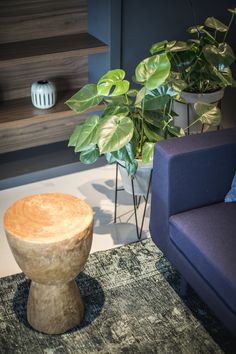 a living room with two couches and a potted plant