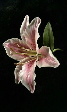 a pink flower with green leaves on a black background