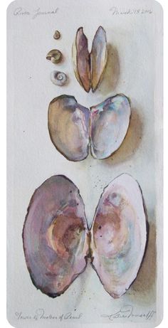 three seashells are shown on a white paper with watercolor and ink drawings