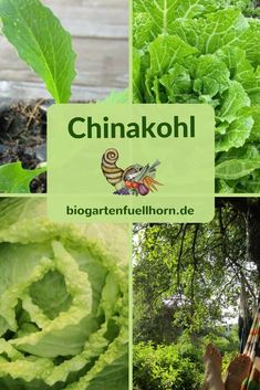 some green leafy plants and trees with the words china kohl