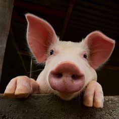 a pig sticking its head over the edge of a wall looking at the camera while standing in front of it