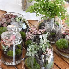 several glass vases filled with plants sitting on top of a wooden table next to each other