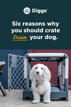 a white dog sitting in front of a cage with the words, six reasons why you should