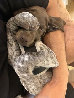 a man is holding a dog that has been wrapped in a blanket and sleeping on his back