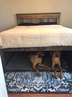 two dogs laying under a bed on top of a rug