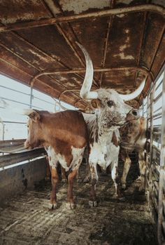 two longhorn steers are standing in an enclosed area