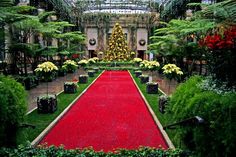 a red carpet is in the middle of a garden with trees and flowers around it