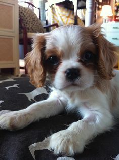 a small brown and white dog laying on top of a bed