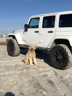 a dog sitting in the sand next to a white jeep