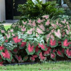 some pink and green plants in the grass