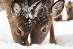 two deer standing next to each other in the snow covered ground with their noses close together