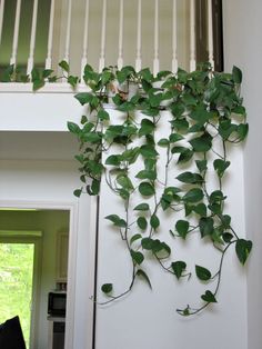 a plant is growing up the side of a door