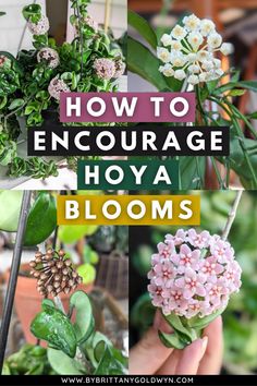 the words how to encourage hoya blooms on top of pictures of flowers