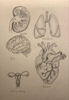 a drawing of the human heart, lungs and utensils in black ink on white paper