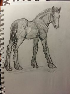 a pencil drawing of a horse on paper