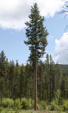 a tall tree in the middle of a forest