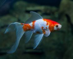 an orange and white fish is swimming in the water