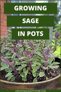 a potted plant with the words growing sage in pots