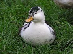 the duck is sitting in the grass with another duck behind it and one duck standing next to him