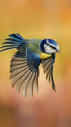 a blue and yellow bird is flying in the air with it's wings spread