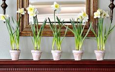 some white flowers are in small pots on a mantle with a mirror behind them and a gold frame